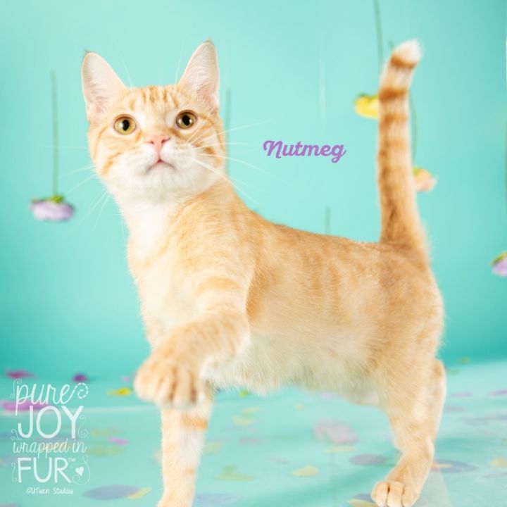 Nutmeg 1