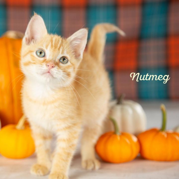 Nutmeg 2