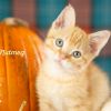 Nutmeg photo 3