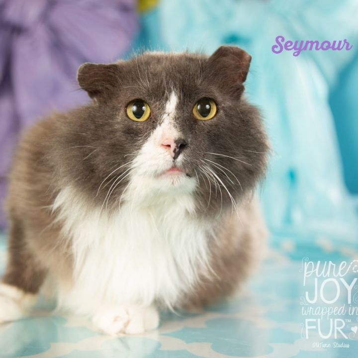 Seymour 1