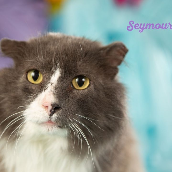 Seymour 3