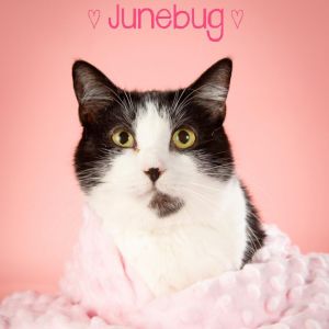 June Bug