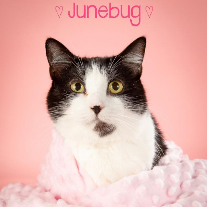 June Bug 1