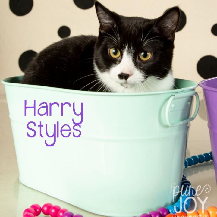 Harry Styles 1