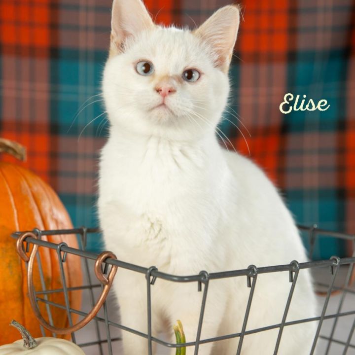 Elise 2