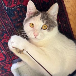Alonzo is the friendliest kitty you will ever meet Upon first introduction he will come right up t
