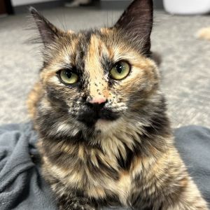Magnolia is a true love bug She is so sweet and smart not to mention she is ab