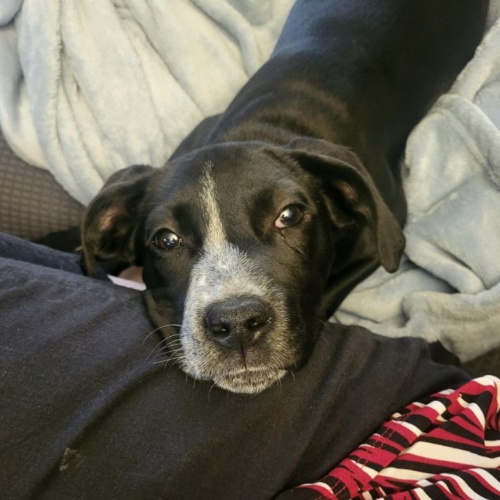 Cinder 5