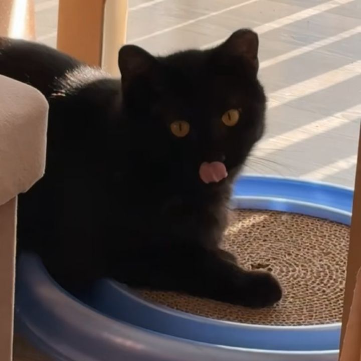 Oreo 1