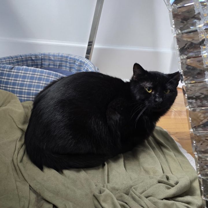 Oreo 3