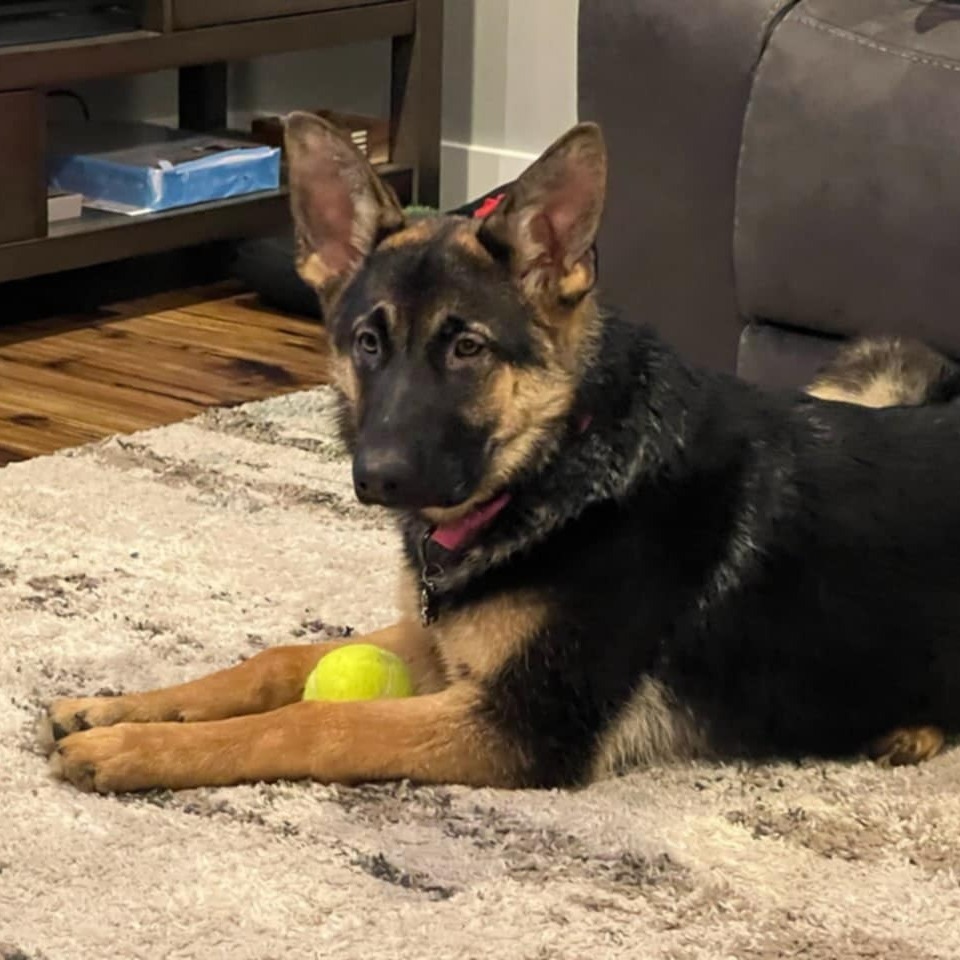 River, an adoptable German Shepherd Dog in Maple Falls, WA, 98266 | Photo Image 2