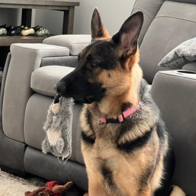River, an adoptable German Shepherd Dog in Maple Falls, WA, 98266 | Photo Image 3