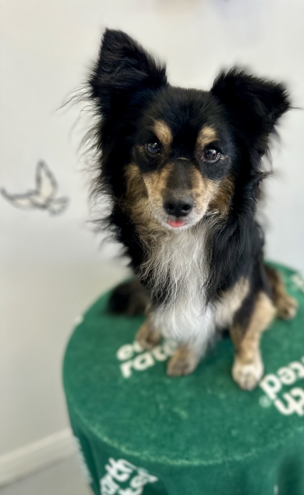 Kevin #0861, an adoptable Chihuahua, Papillon in Studio City, CA, 91604 | Photo Image 2