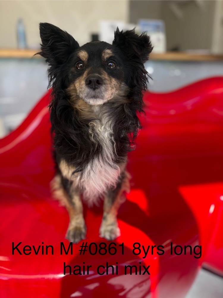 Kevin #0861, an adoptable Chihuahua, Papillon in Studio City, CA, 91604 | Photo Image 3