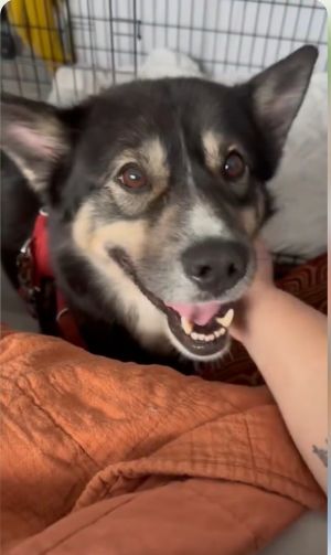 Meet Fitzzy this sweet fluffy boy is around two years old and possibly a mix o