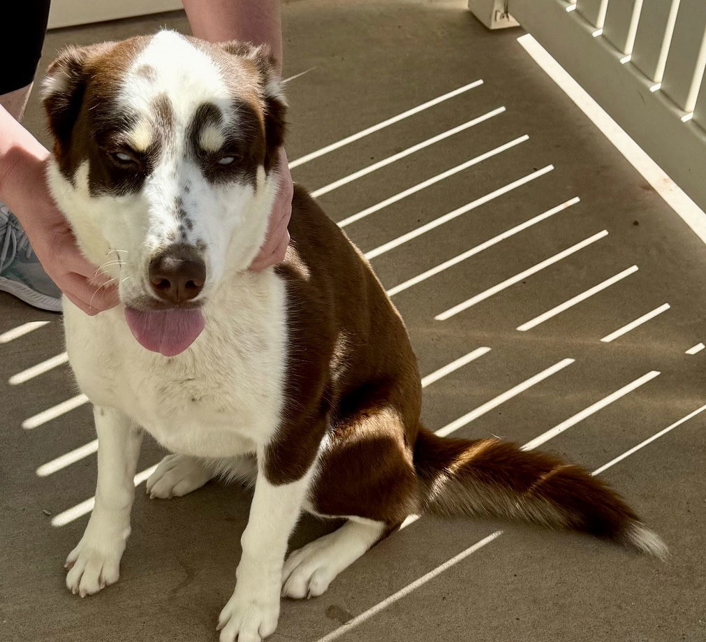 Sophia, an adoptable Husky, Australian Shepherd in Cedar Crest, NM, 87008 | Photo Image 1