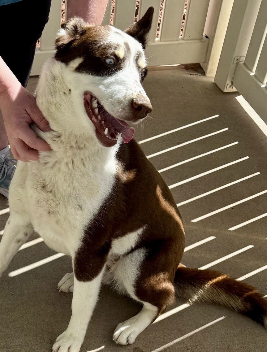 Sophia, an adoptable Husky, Australian Shepherd in Cedar Crest, NM, 87008 | Photo Image 2