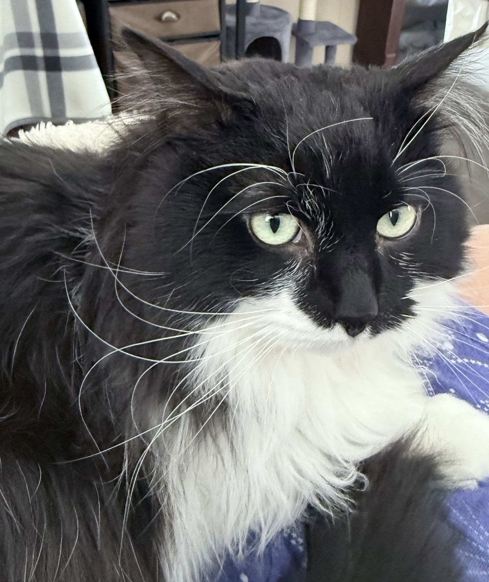 Stan, an adoptable Domestic Long Hair, Tuxedo in Traverse City, MI, 49686 | Photo Image 1