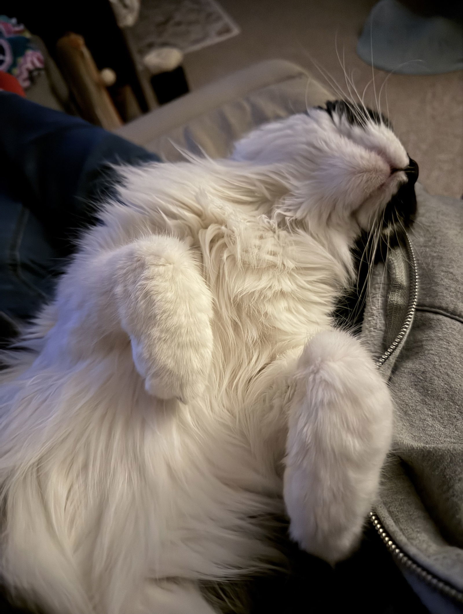 Stan, an adoptable Domestic Long Hair, Tuxedo in Traverse City, MI, 49686 | Photo Image 2