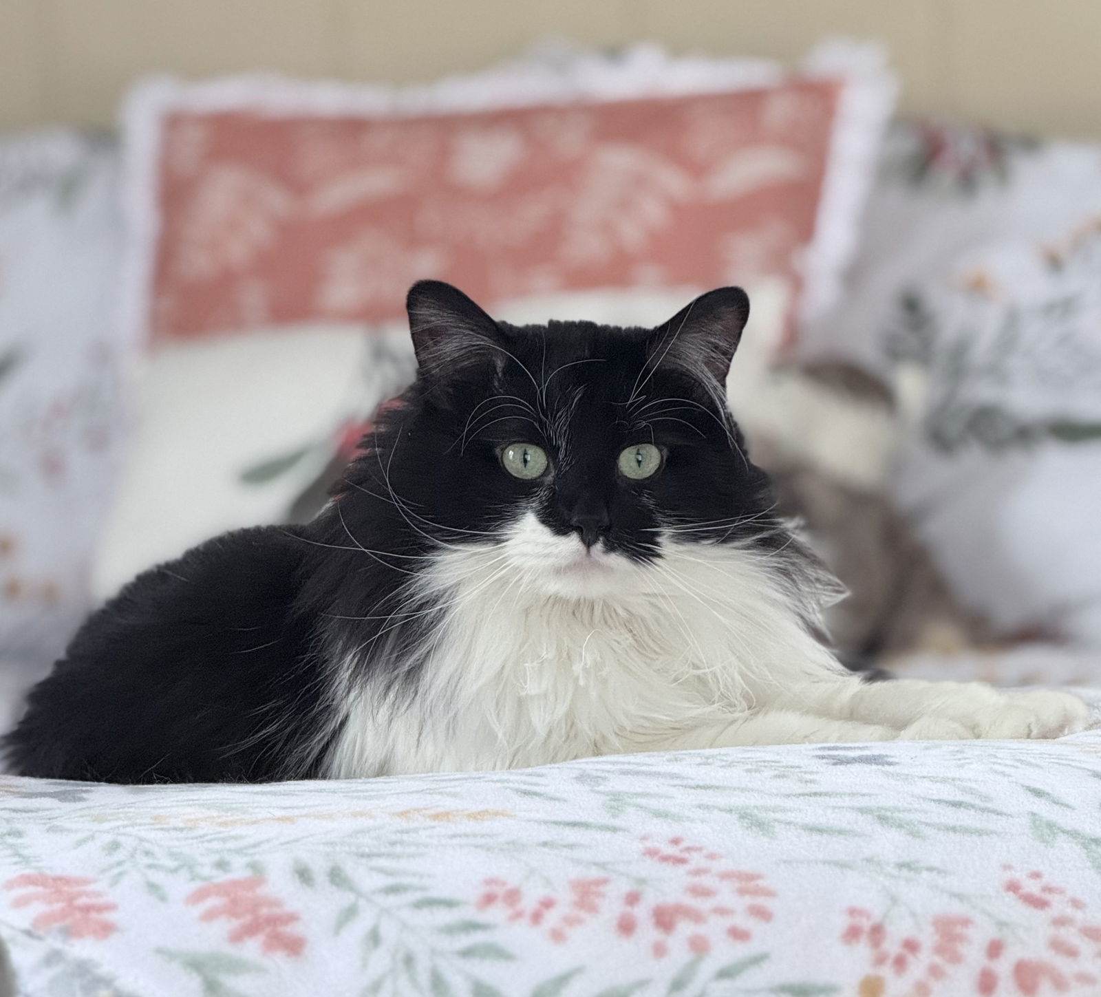Stan, an adoptable Domestic Long Hair, Tuxedo in Traverse City, MI, 49686 | Photo Image 3