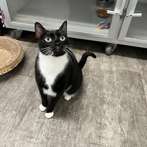 Coco