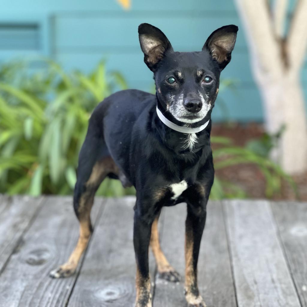 Buddy