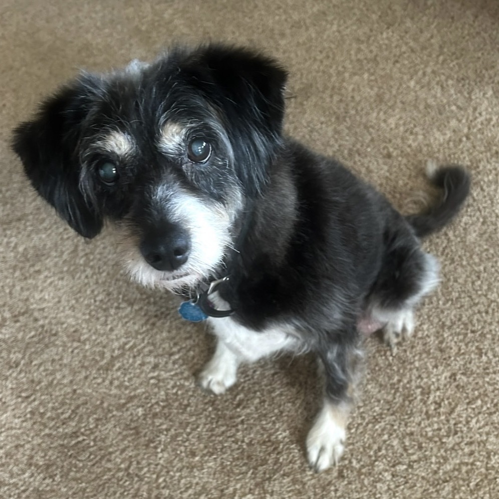Lily Bear