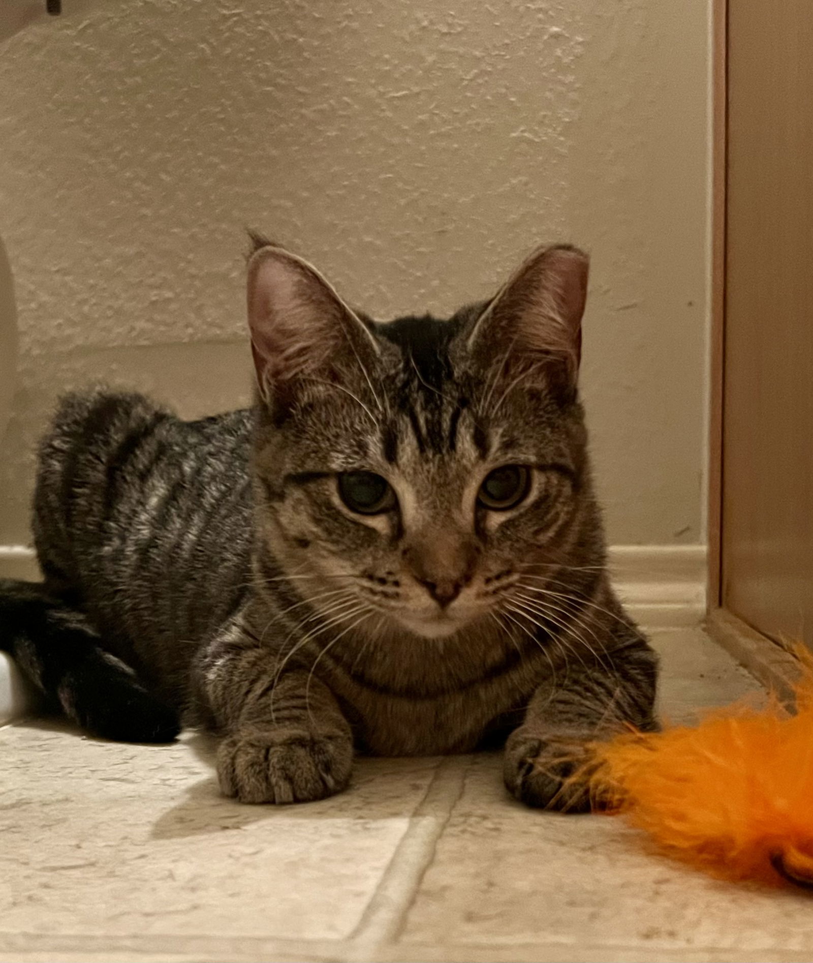 Gigi