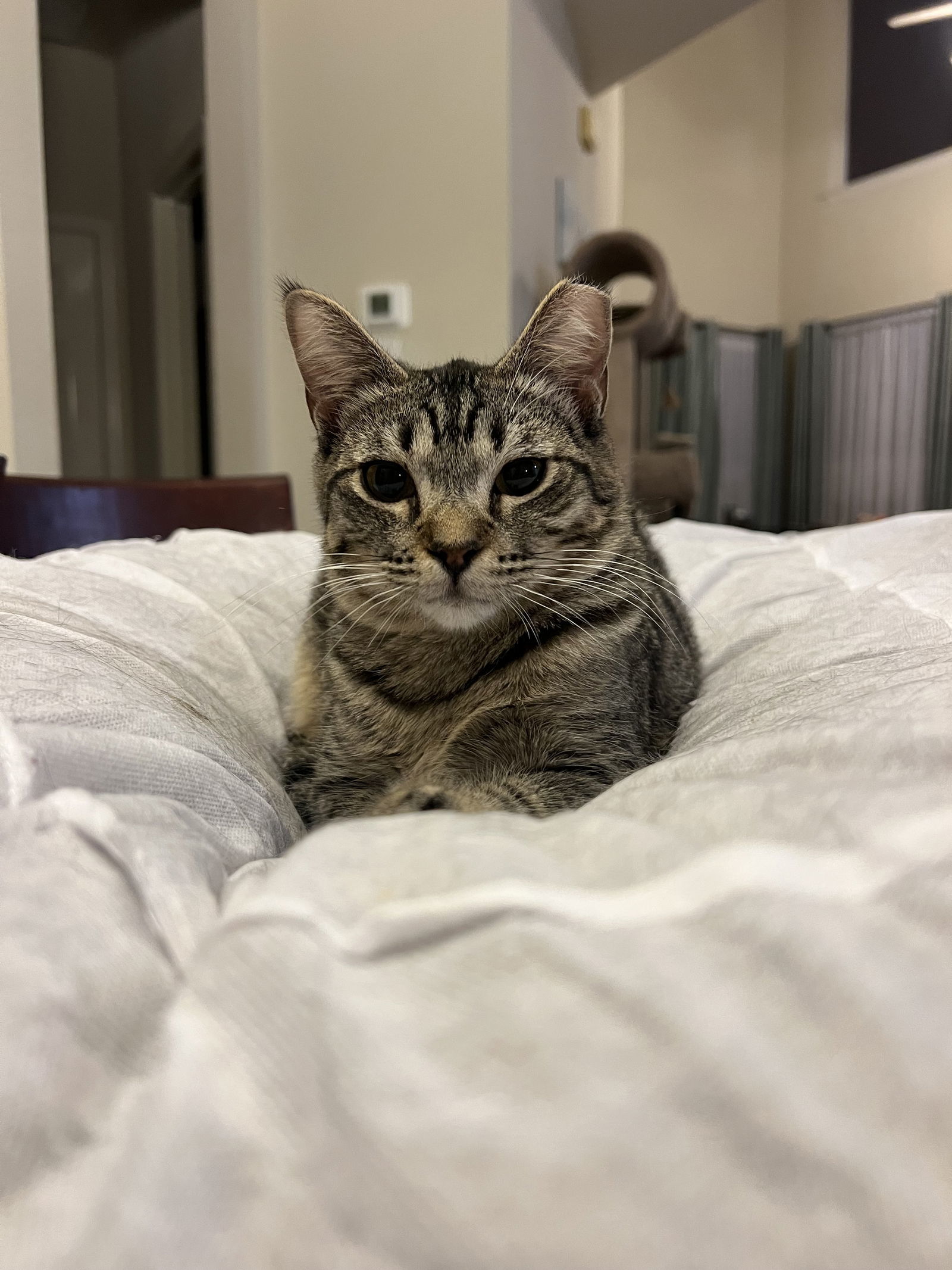 Gigi