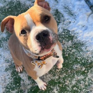 Helen, Adult Female Pit Bull Terrier