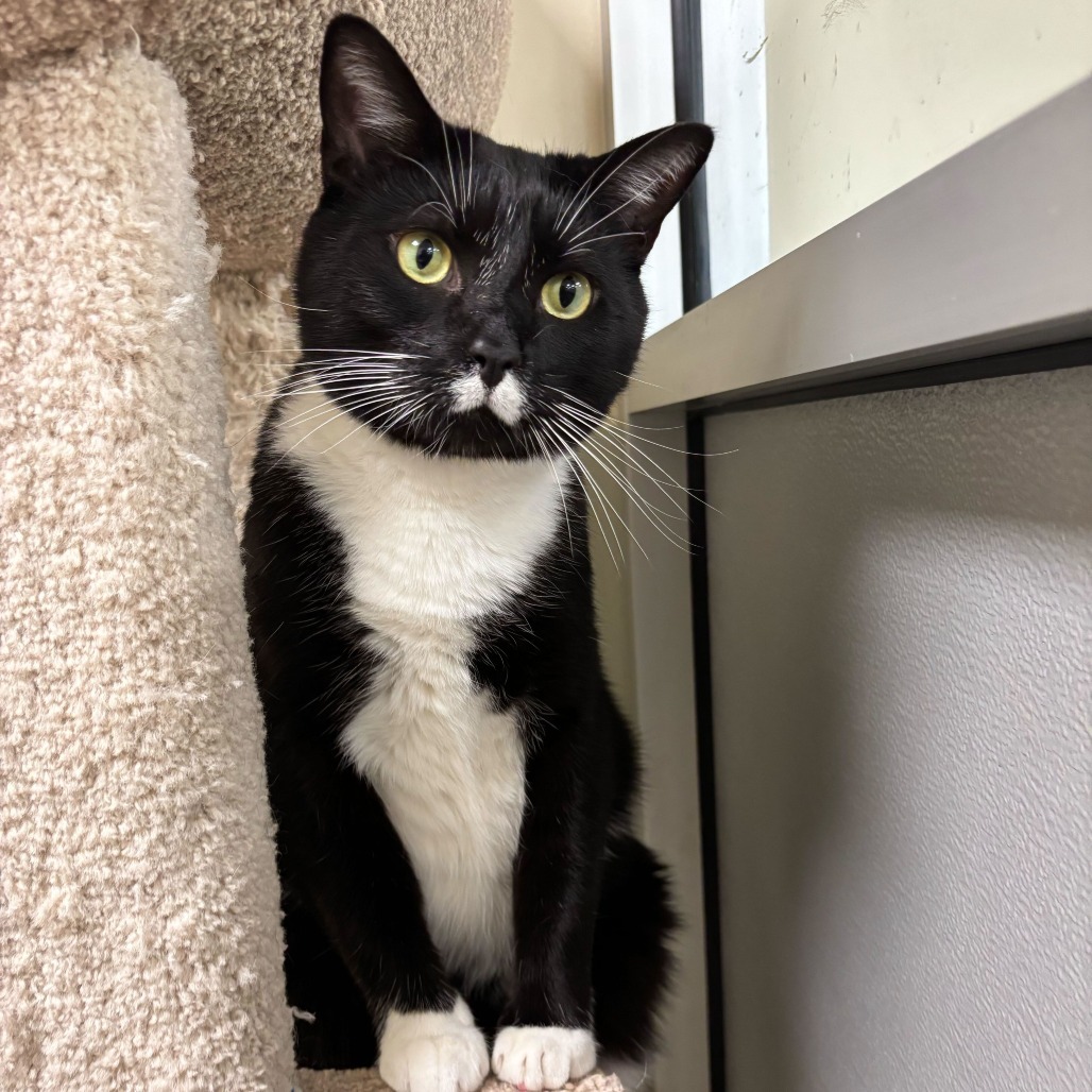 Dave (bonded with Sugar Bear)