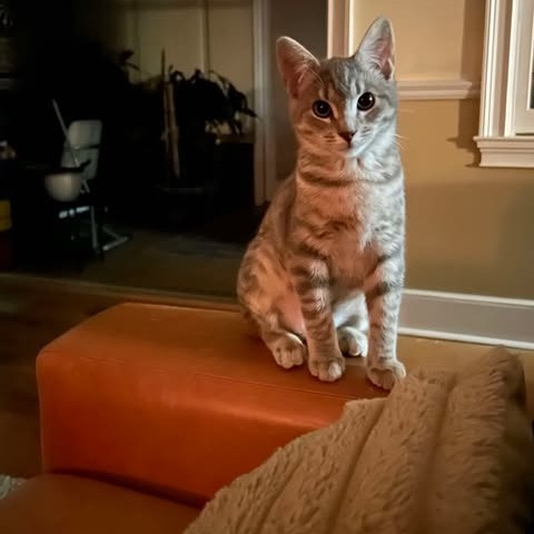 Linka