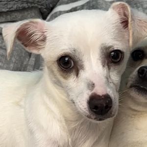 Hello my name is Blondie and I am a girl about 10 months old I was rescued from a bad