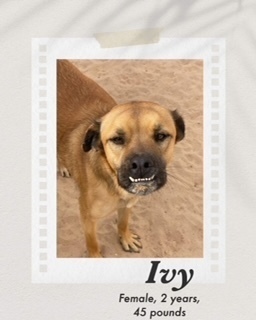 Ivy, an adoptable Black Mouth Cur in Puerto Penasco, SON, 83550 | Photo Image 1