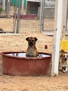 Ivy, an adoptable Black Mouth Cur in Puerto Penasco, SON, 83550 | Photo Image 2