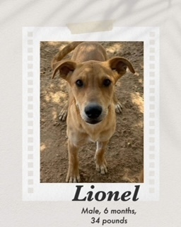 Lionel, an adoptable Carolina Dog in Puerto Penasco, SON, 83550 | Photo Image 1