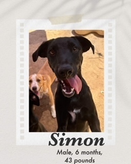 Simon, an adoptable Labrador Retriever in Puerto Penasco, SON, 83550 | Photo Image 1