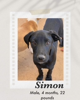 Simon, an adoptable Labrador Retriever in Puerto Penasco, SON, 83550 | Photo Image 2