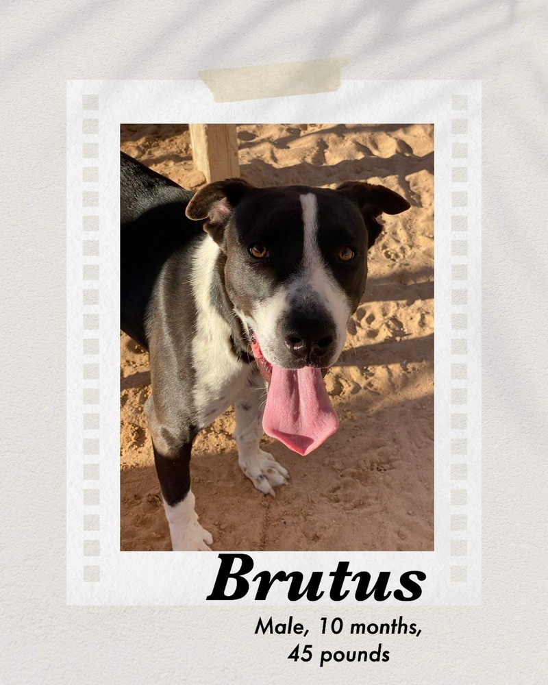 Brutus, an adoptable Pit Bull Terrier, Boxer in Puerto Penasco, SON, 83550 | Photo Image 1