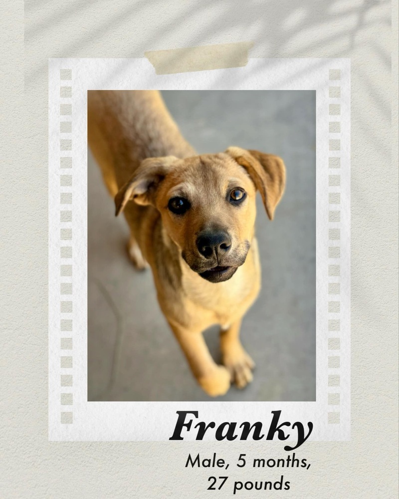 Franky, an adoptable Shepherd in Puerto Penasco, SON, 83550 | Photo Image 1
