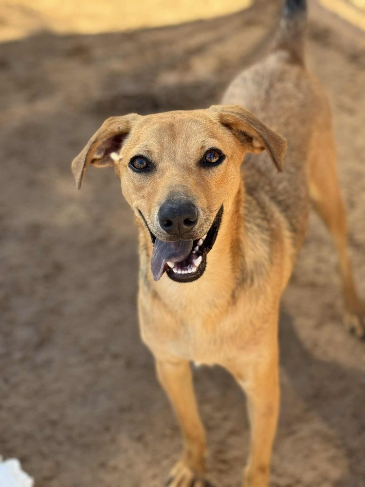 Franky, an adoptable Shepherd in Puerto Penasco, SON, 83550 | Photo Image 1