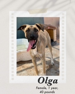Olga, an adoptable Belgian Shepherd / Malinois in Puerto Penasco, SON, 83550 | Photo Image 1