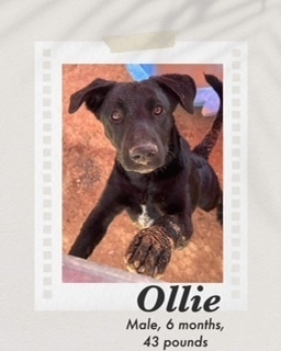 Ollie, an adoptable Labrador Retriever in Puerto Penasco, SON, 83550 | Photo Image 1