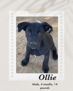 Ollie, an adoptable Labrador Retriever in Puerto Penasco, SON, 83550 | Photo Image 2