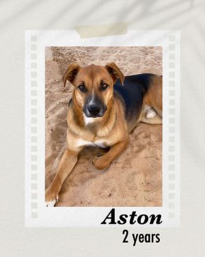 Aston, Adult Male Shepherd