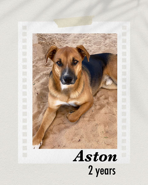Aston, an adoptable Shepherd in Puerto Penasco, SON, 83550 | Photo Image 1