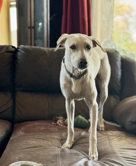 Billy, an adoptable Labrador Retriever in Puerto Penasco, SON, 83550 | Photo Image 1