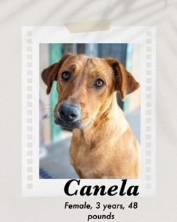 Canela, an adoptable Rhodesian Ridgeback, Hound in Puerto Penasco, SON, 83550 | Photo Image 1