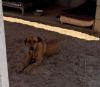 Canela photo 2