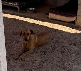 Canela, an adoptable Rhodesian Ridgeback, Hound in Puerto Penasco, SON, 83550 | Photo Image 2